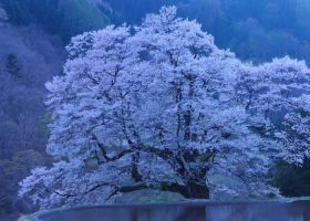Сакура дерево