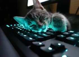 Котики на клавиатуре