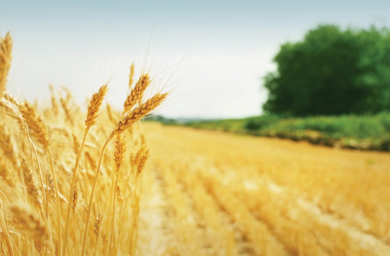 Красивое поле пшеницы