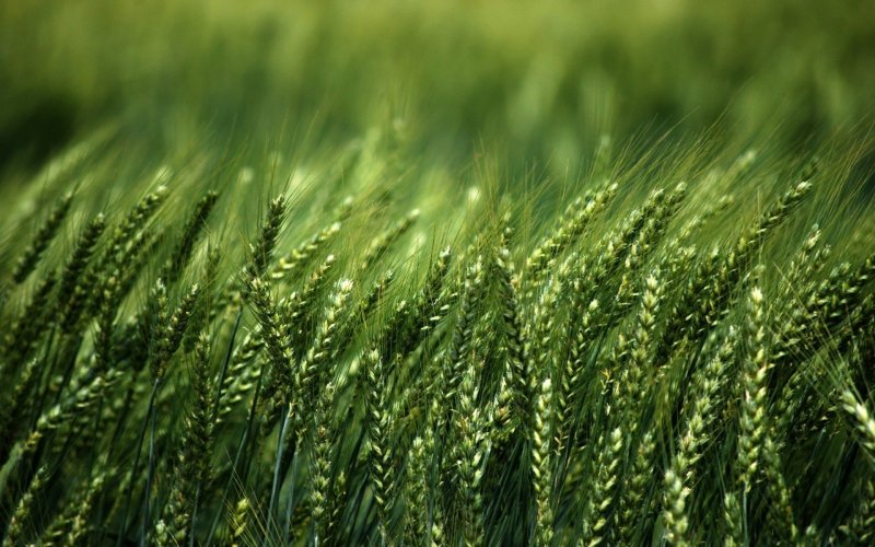 Зеленое поле пшеницы