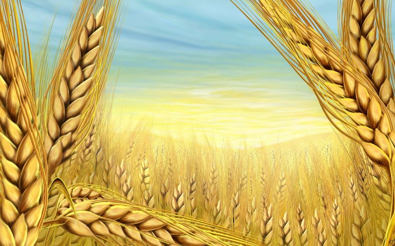 Поле пшеницы фон